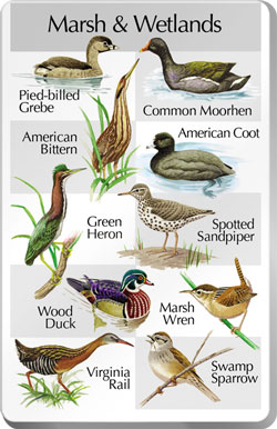 Marsh & Wetlands SongCard