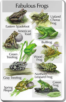 Fabulous Frogs