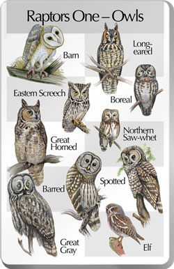 Raptor #1 Owl Songcard
