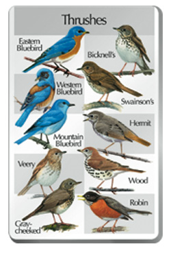 Thrushes SongCard