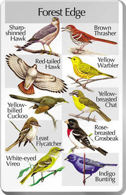 Forest Edge SongCard