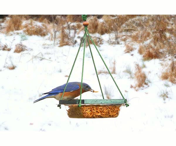 Bird Houses by Mark Hanging Mealworm Dish Feeder