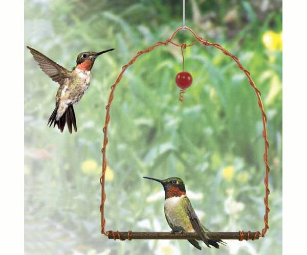 Hummingbird Swing