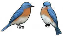 Eastern Bluebird