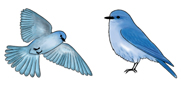 Mountain Bluebird