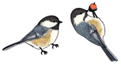 Black Capped Chickadee