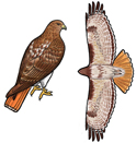 Red-Tailed Hawk