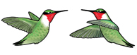 Ruby Throated Hummingbird