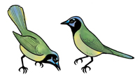 Green Jay