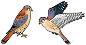 American Kestrel