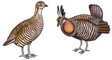 Prairie Chicken