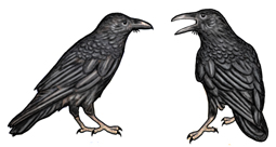 Common Raven