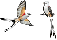 Scissor-tail Flycatcher