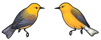 Prothonotary Warbler