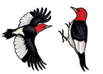 Red-Headed Woodpecker