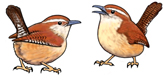 Carolina Wren