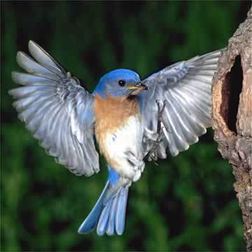 Bluebird