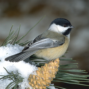 chickadee photos