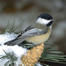 Chickadee