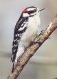 Downy Woodpecker