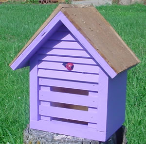 Homestead Ladybug House - Lavender