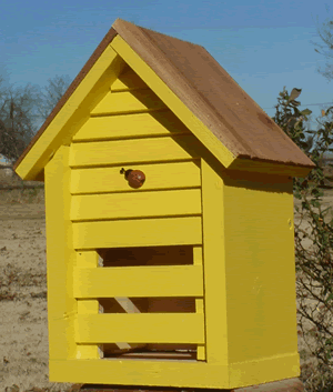 Ladybug House