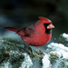 Northern Cardinal