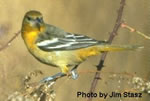 Baltimore Oriole - Female