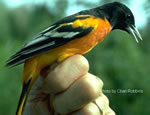 Balitmore Oriole - Male