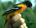 Baltimore Oriole